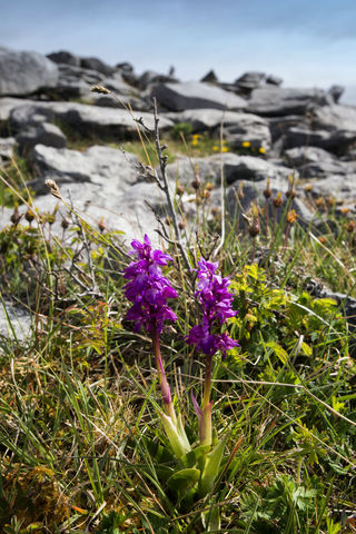 purple flower on the Burren