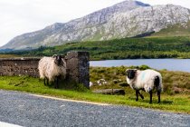 Connemara lake